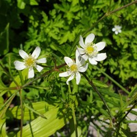 Anemone barbulata 